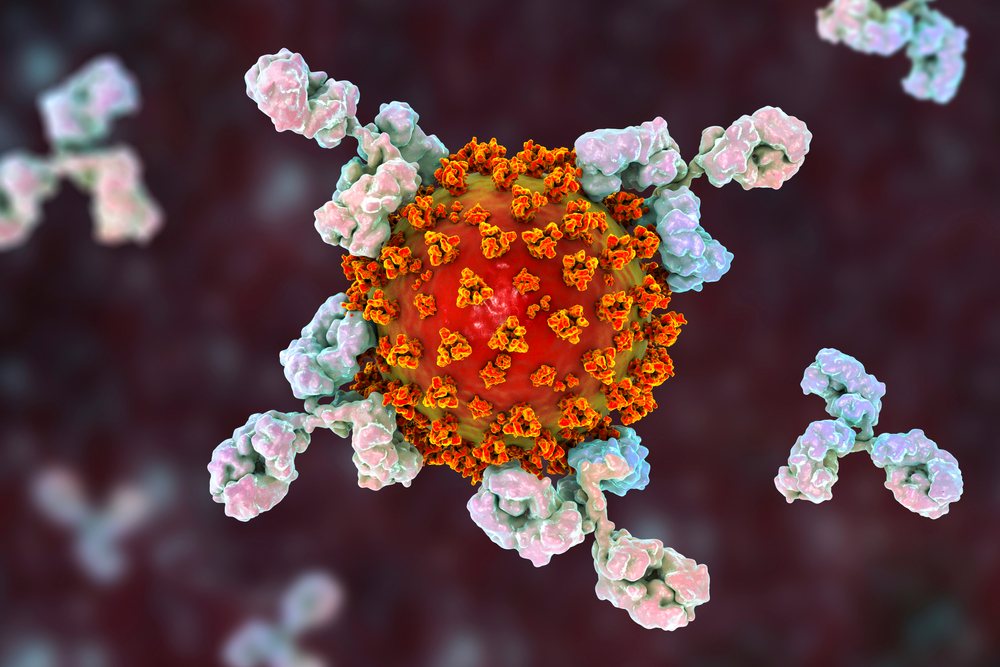 Anticorpos do coquetel se ligam a proteína Spike do coronavírus para impedir infecção de células. (Fonte: Shutterstock/Kateryna Kon/Reprodução)