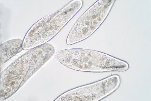 Fungos, bactérias e protozoários podem afetar a saúde vaginal e produzir corrimentos anormais. (Fonte: Shutterstock/Reprodução)
