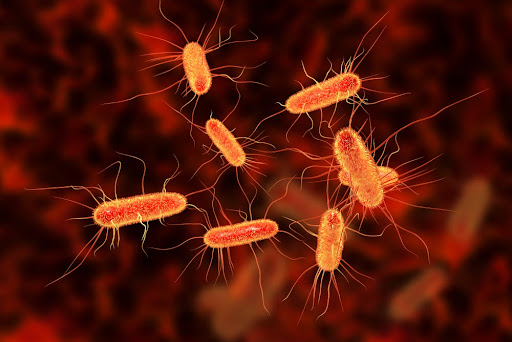 A Escherichia coli é a principal causadora de infecção urinária. (Fonte: Shutterstock/Kateryna Kon/Reprodução)