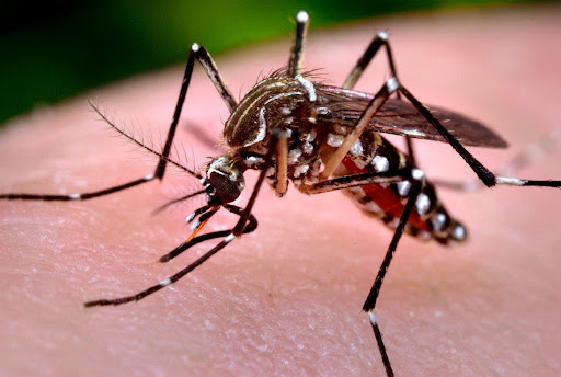 A eliminação do mosquito é a forma mais eficaz de prevenção contra o vírus Zika. (Fonte: Prefeitura de São Paulo/Reprodução)