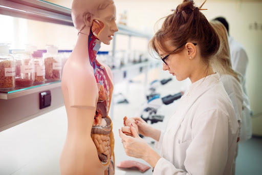 Anatomia é uma das disciplinas que o estudante terá nos dois primeiros anos do curso. (Fonte: NDAB Creativity/Shutterstock/Reprodução)