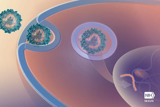 “Vírus do bem” transmite genes para tratar doenças raras. (Fonte: NIH Image Gallery/Flickr/Reprodução)
