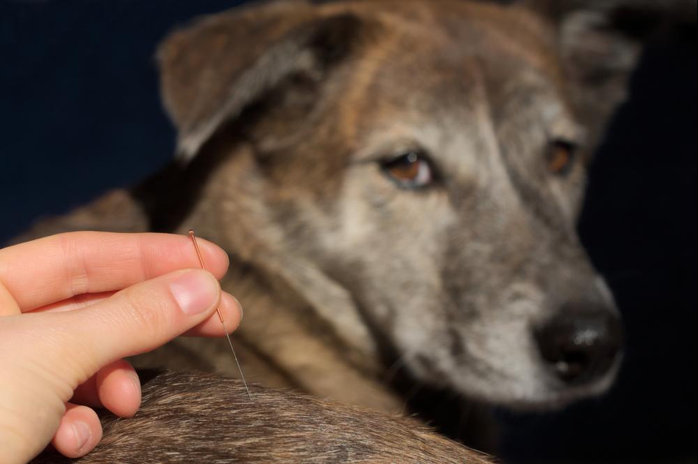 A medicina veterinária também pode se beneficiar da técnica para o tratamento de problemas físicos em animais domésticos. (Fonte: Shutterstock/Reprodução)