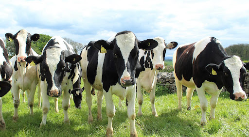 Ruminação de gado gera metano que é liberado por flatulência e arrotos. (Fonte: CallyL/Pixabay/Reprodução)