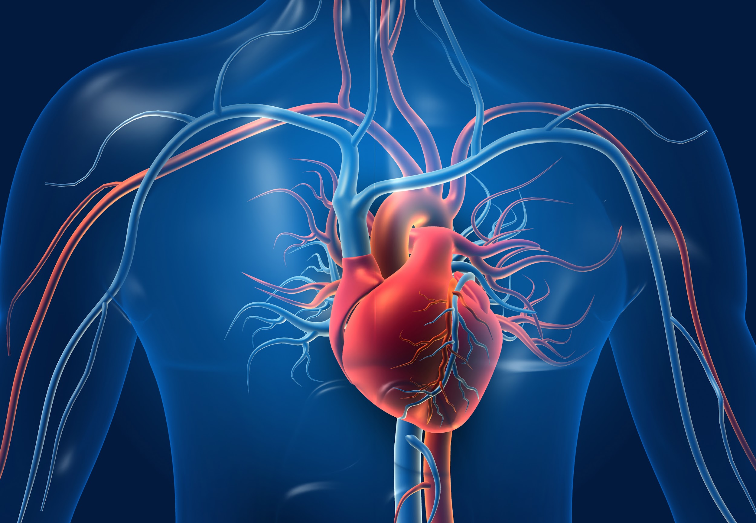 Paredes do coração aumentam de espessura durante o envelhecimento, causando pressão alta. (Fonte: Shutterstock)