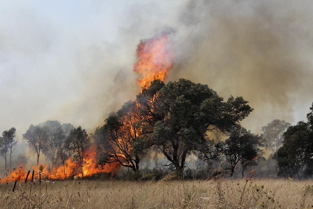 Os incêndios florestais afetam diretamente a fauna e a flora das regiões. (Fonte: Shutterstock)