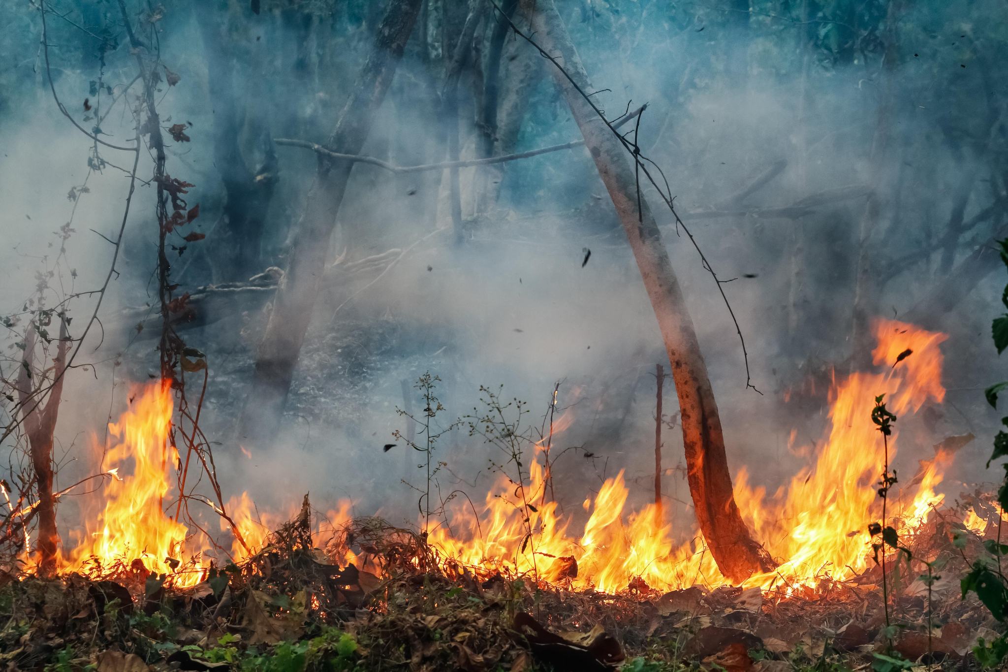 Apague o fogo com um balde de água. incêndios florestais no verão. plano