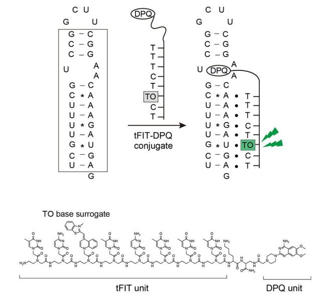 Ilustração mostra a detecção da fluorescência na região promotora de RNA. (Fonte: Universidade de Tohoku/Divulgação)