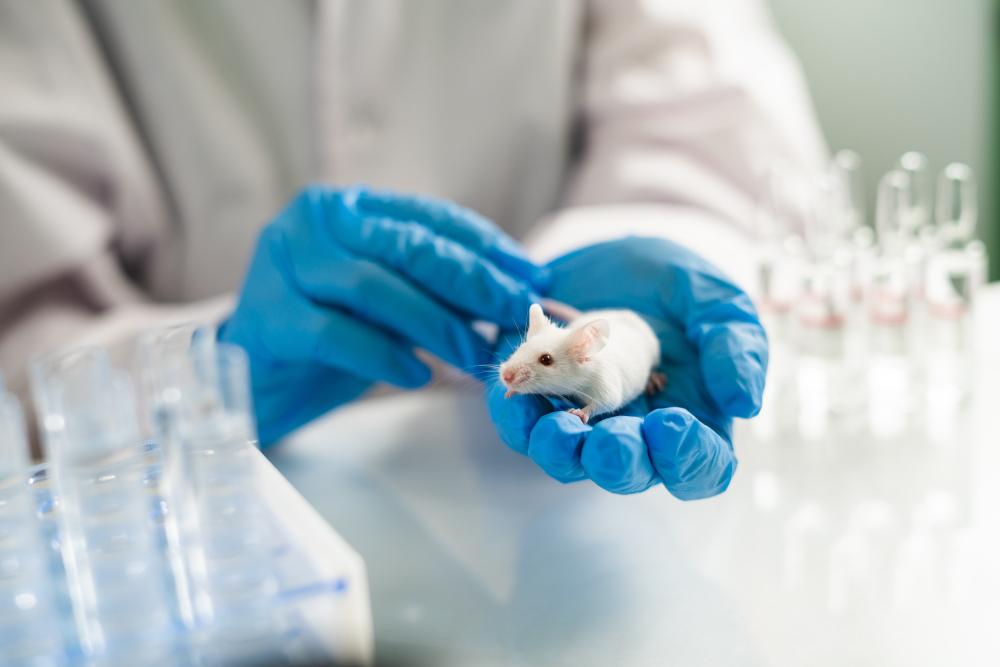 Ratos que receberam os autoanticorpos dos pacientes começaram a apresentar sintomas de esquizofrenia (Fonte: Shutterstock)