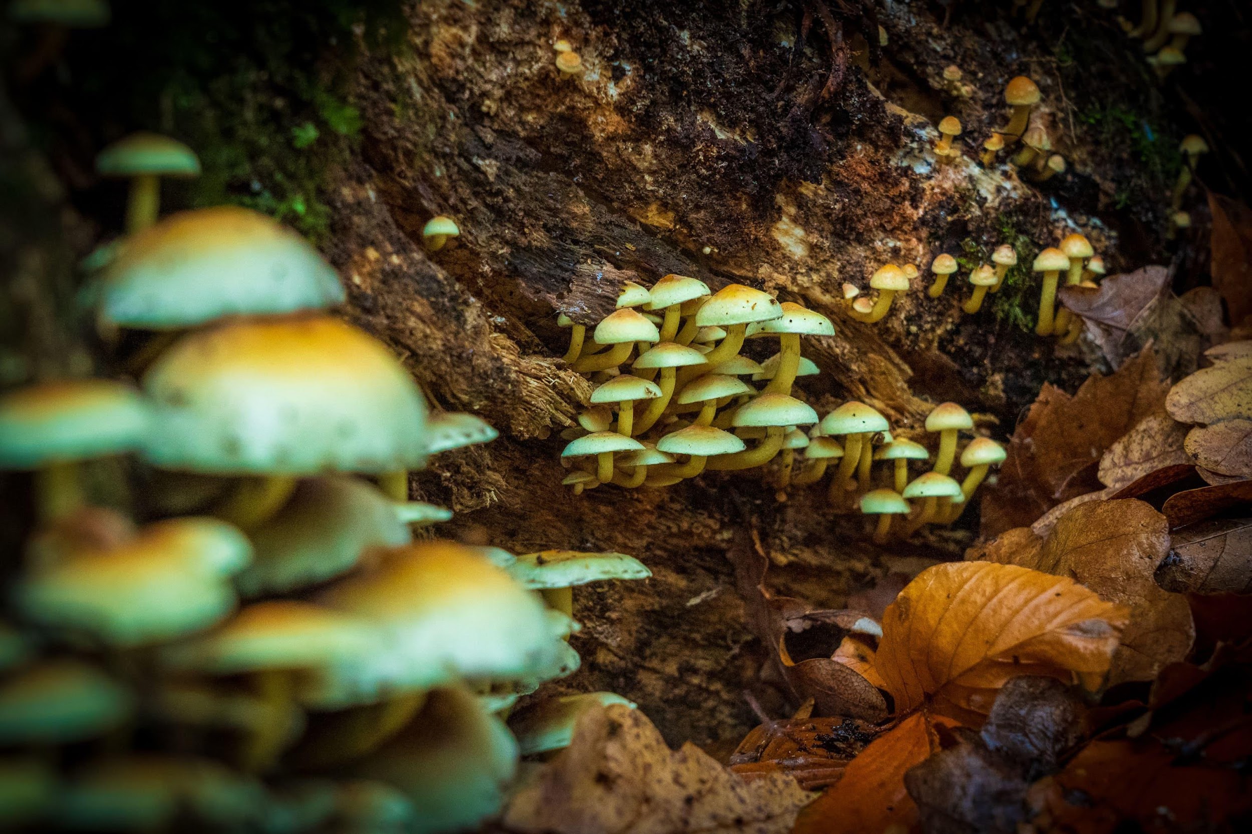 Substância presente em cogumelos alucinógenos tem propriedades terapêuticas. (Fonte: Nick Fewings/Unsplash/Reprodução)