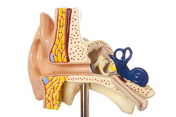 Labirinto: órgão do ouvido interno