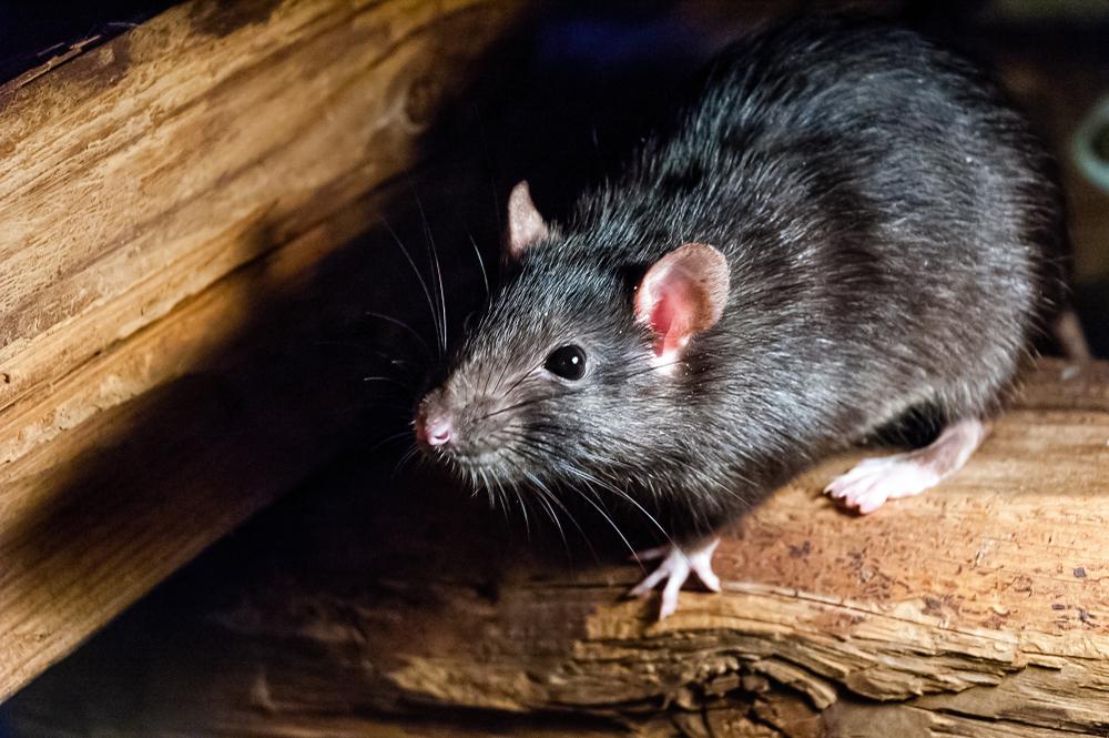 Ratos e morcegos podem transmitir o hantavírus