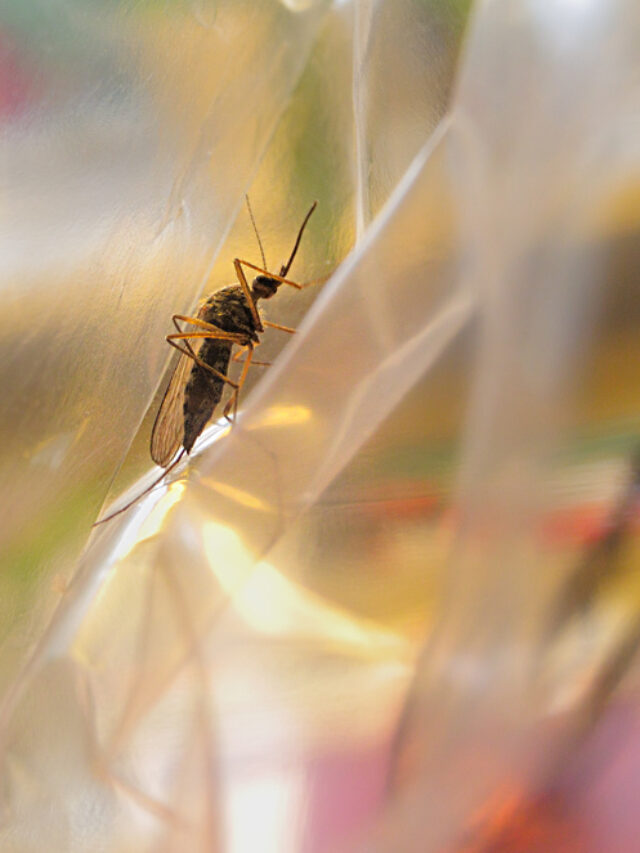 Imagem de mosquito transmissor de febre amarela em um fundo colorido
