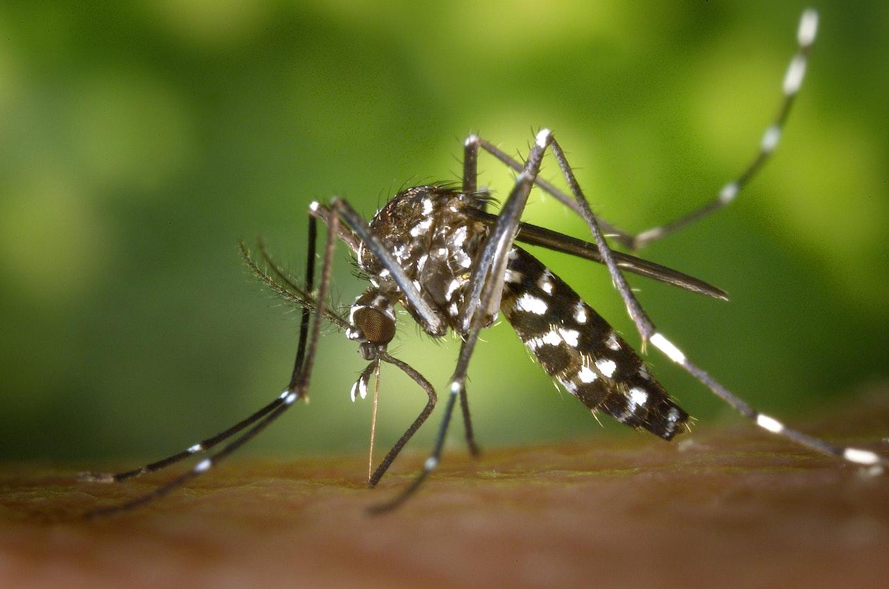 Pequeno e perigoso, o Aedes (Fonte: Pixabay/Pexels/Reprodução)